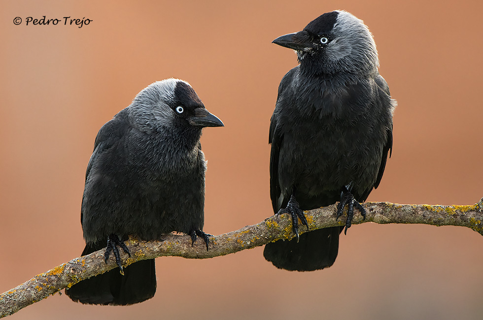 Grajilla (Corvus monedula)